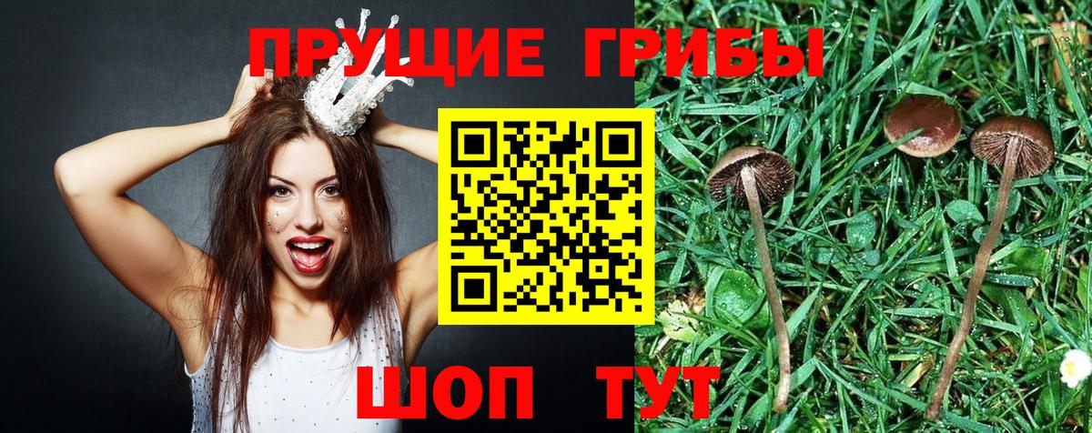 Псилоцибиновые грибы Psilocybe Гусь-Хрустальный